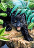 Black Leopard in the Forest